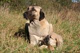 KANGAL 095